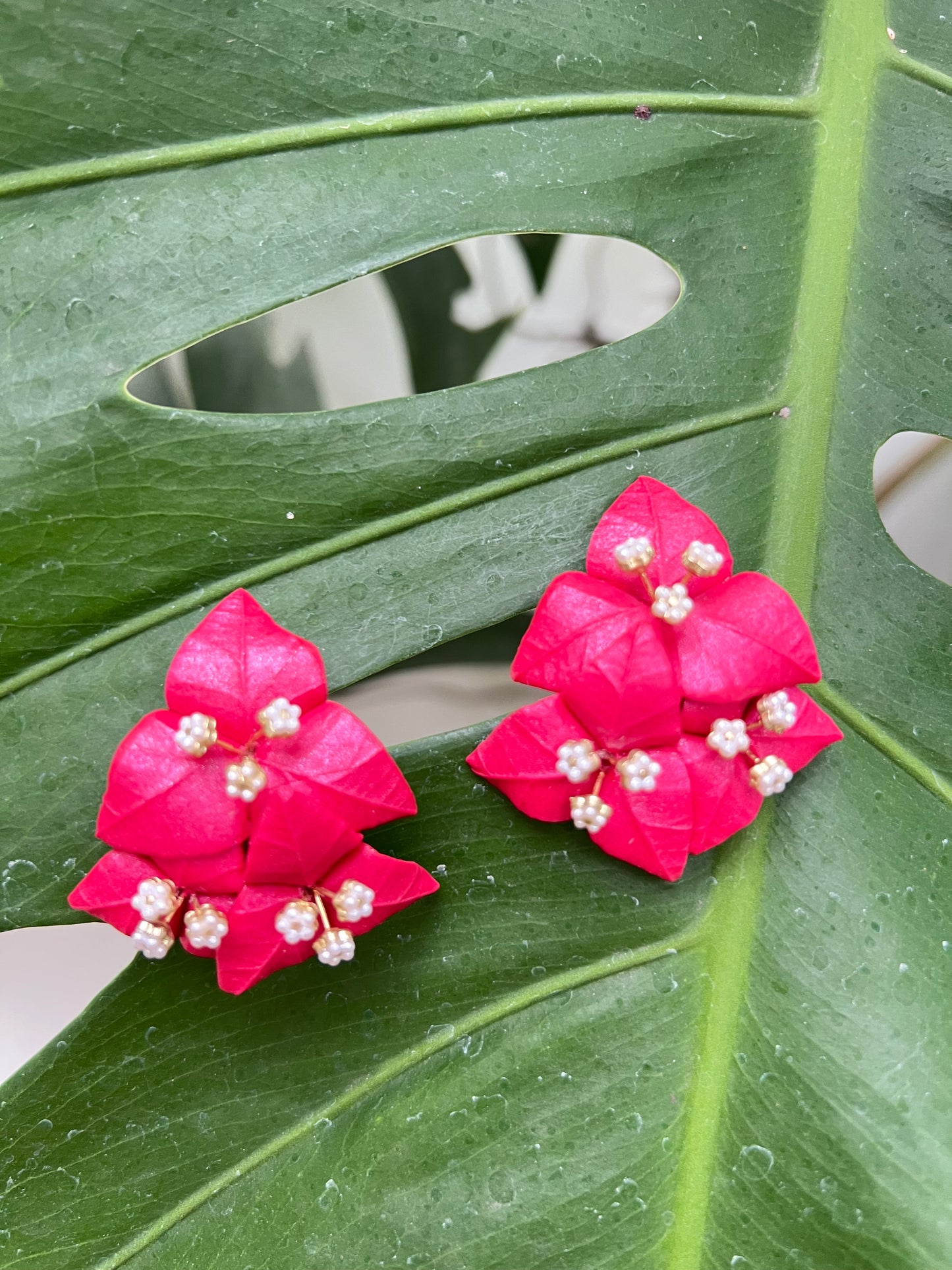 Bougainvillea Stud