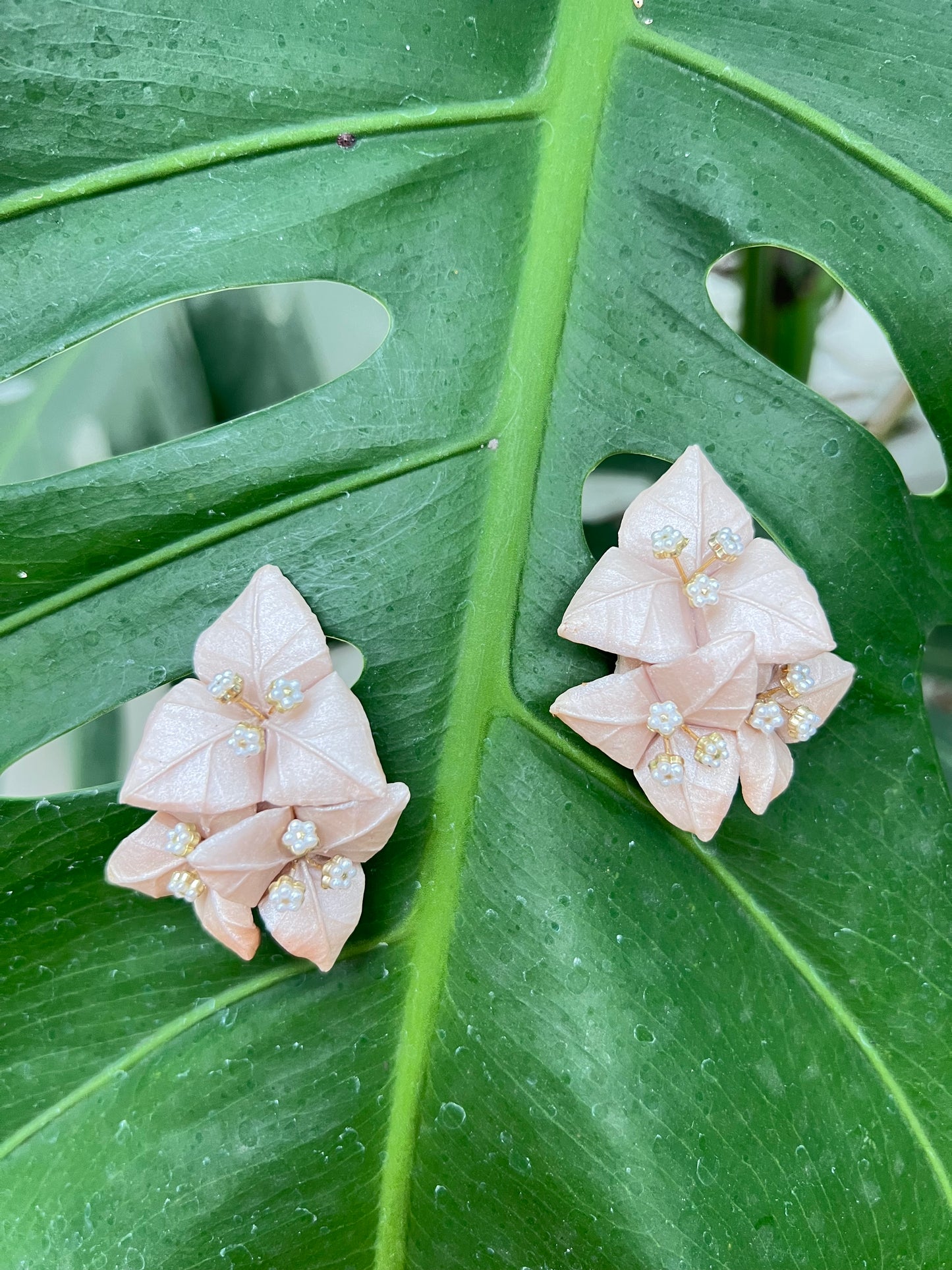 Bougainvillea Stud