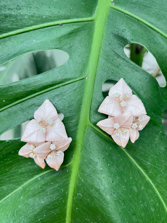 Bougainvillea Stud