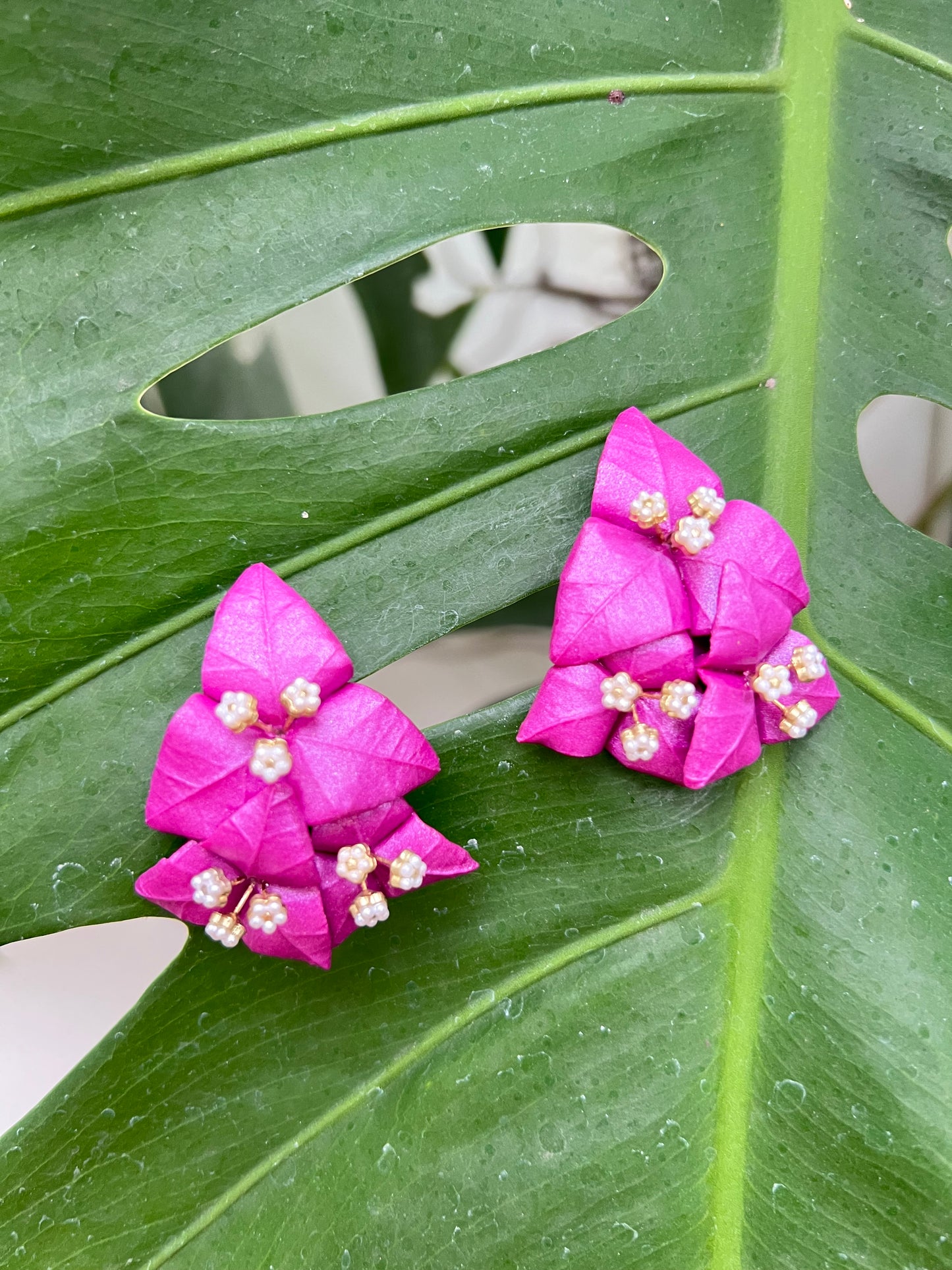 Bougainvillea Stud